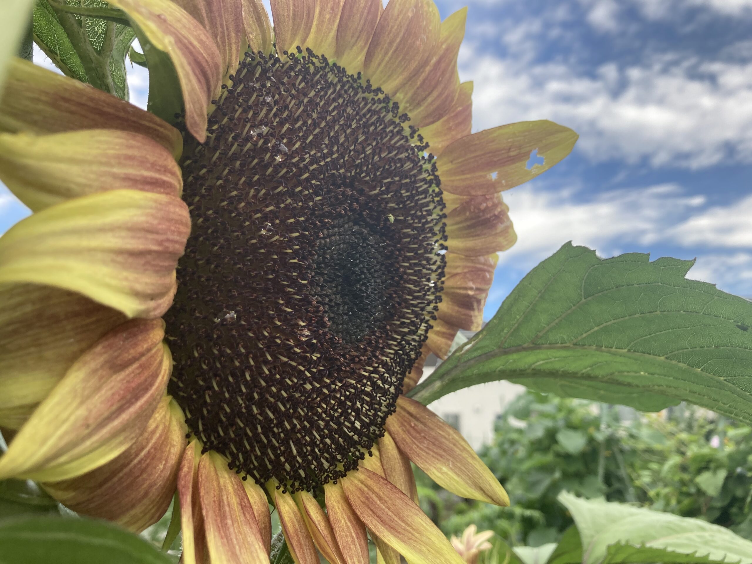 アトリエポンタハウスの森